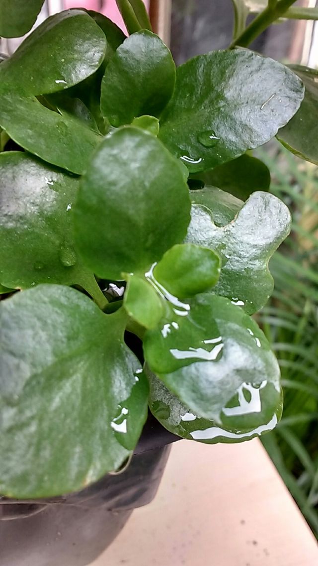 plant