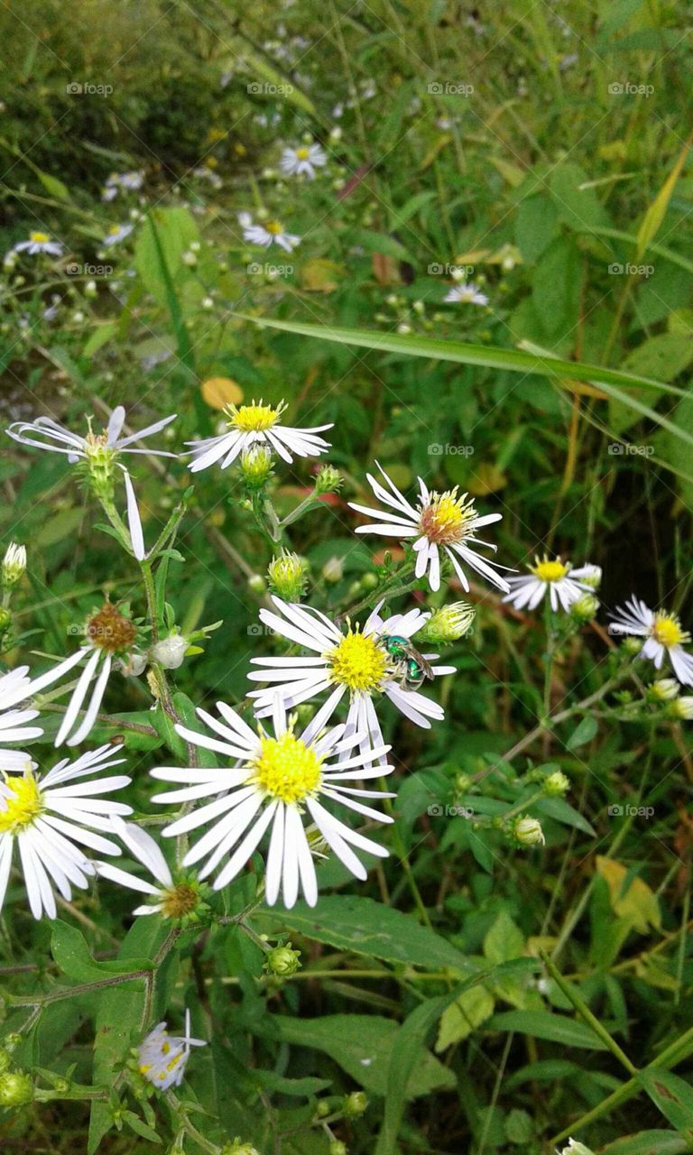 Wildflowers