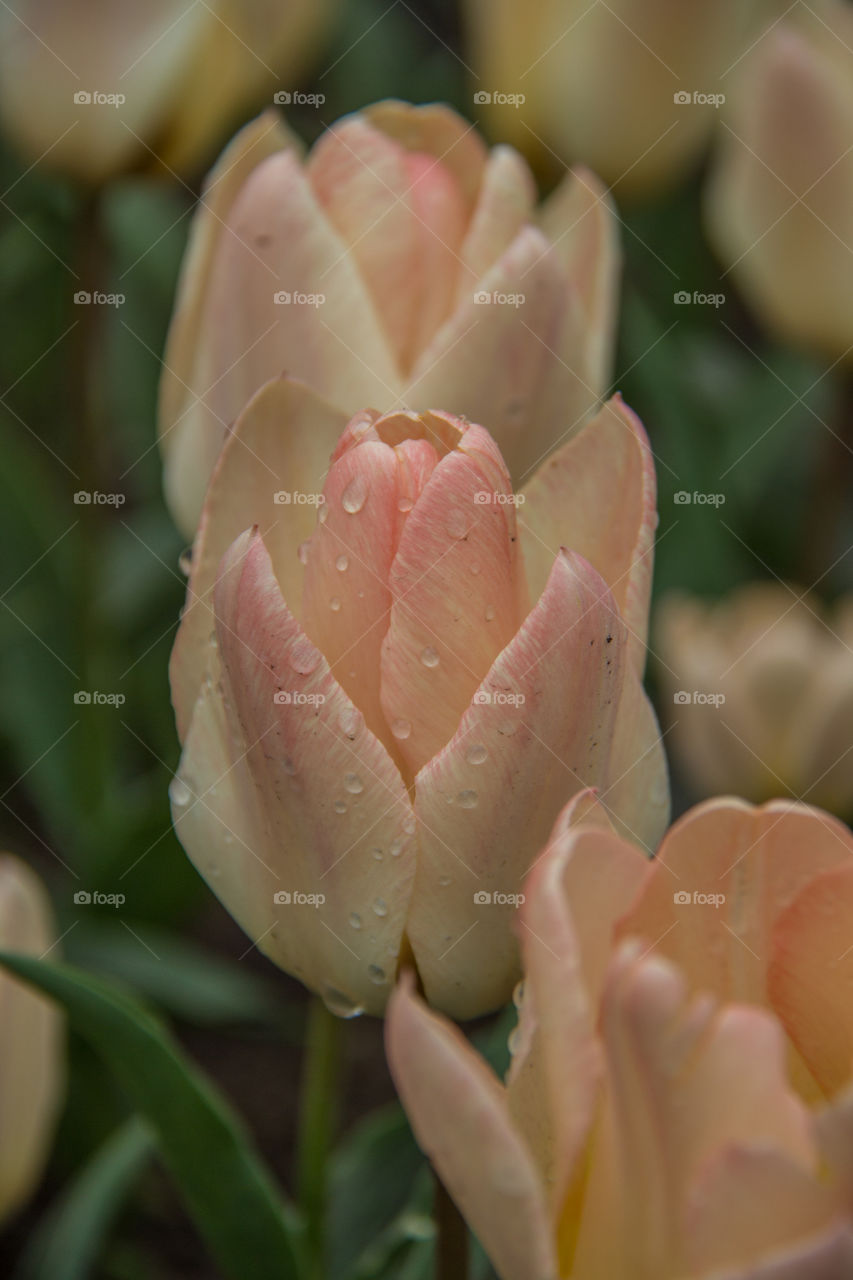 Tulips and water droplets 