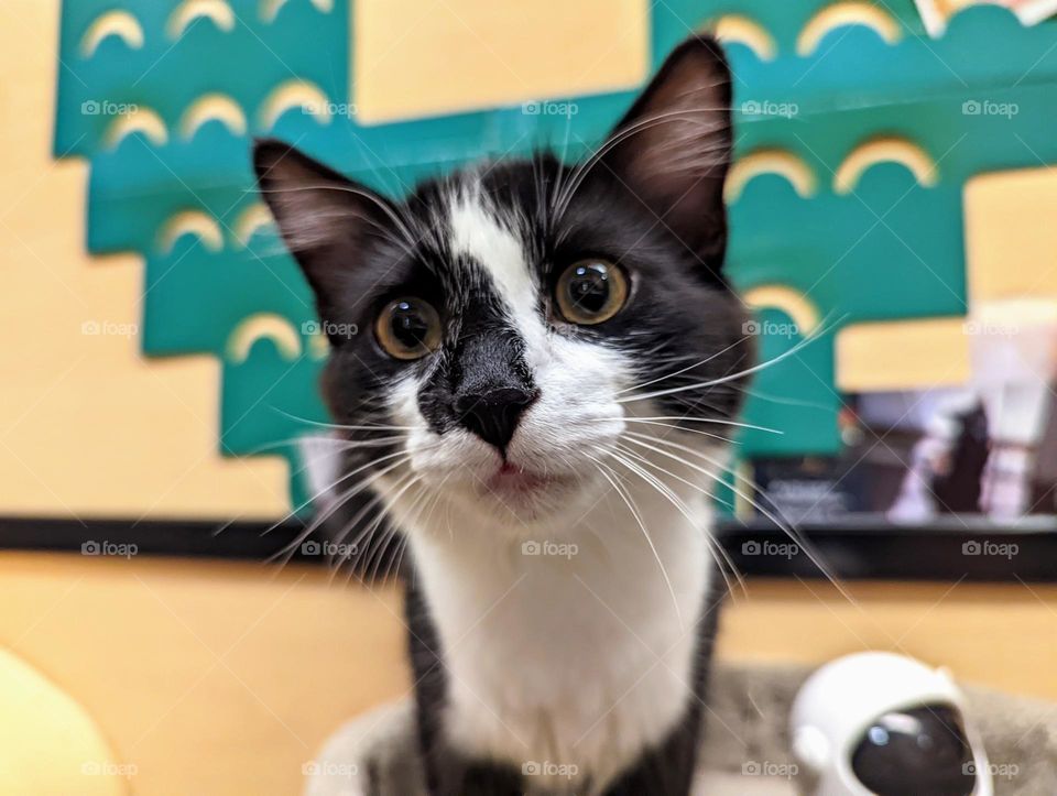 Every day is Caturday