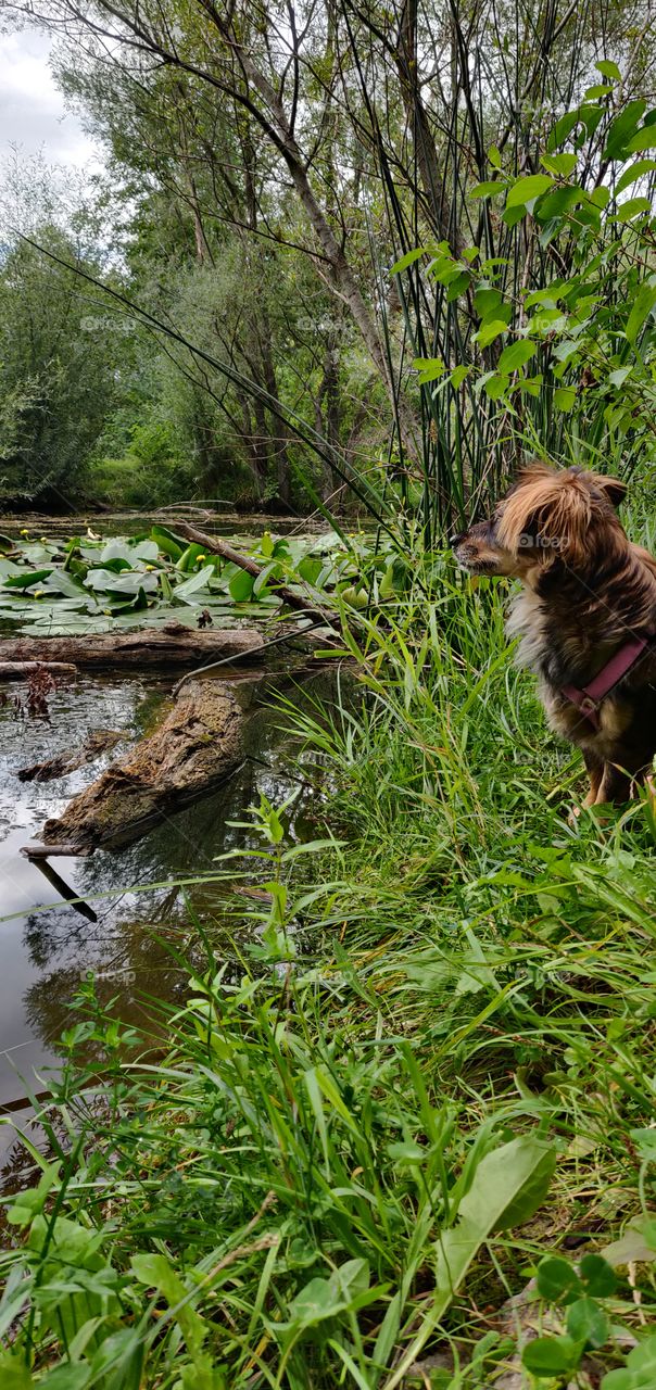 dog looking at pond