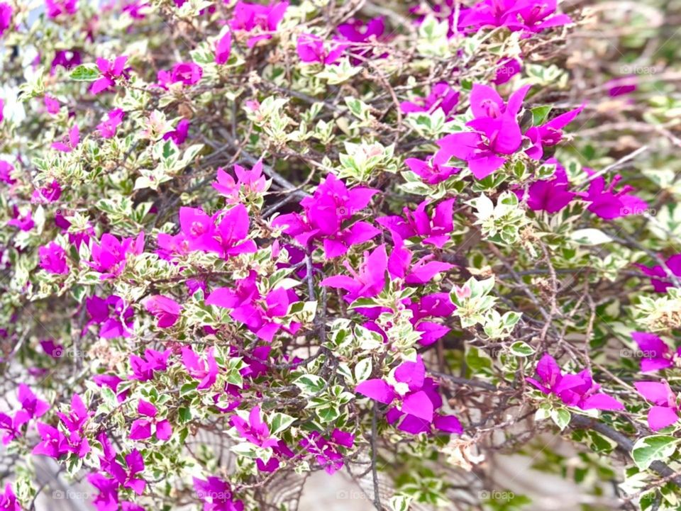 Sắc màu hoa giấy.