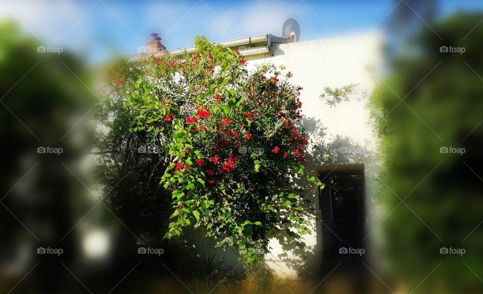 Beautiful Red Roses. Place Mali Losinj Artatore