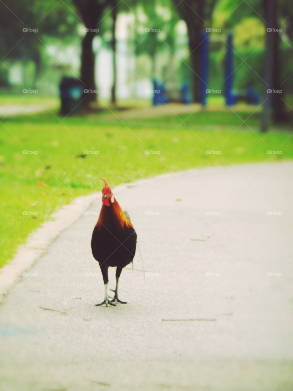 rooster crossing the road