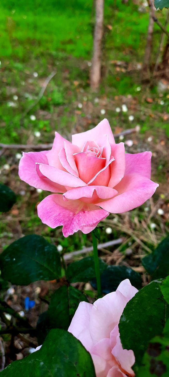 pink rose