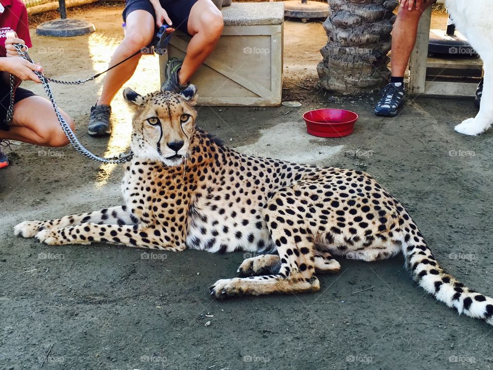 Cheetah 
