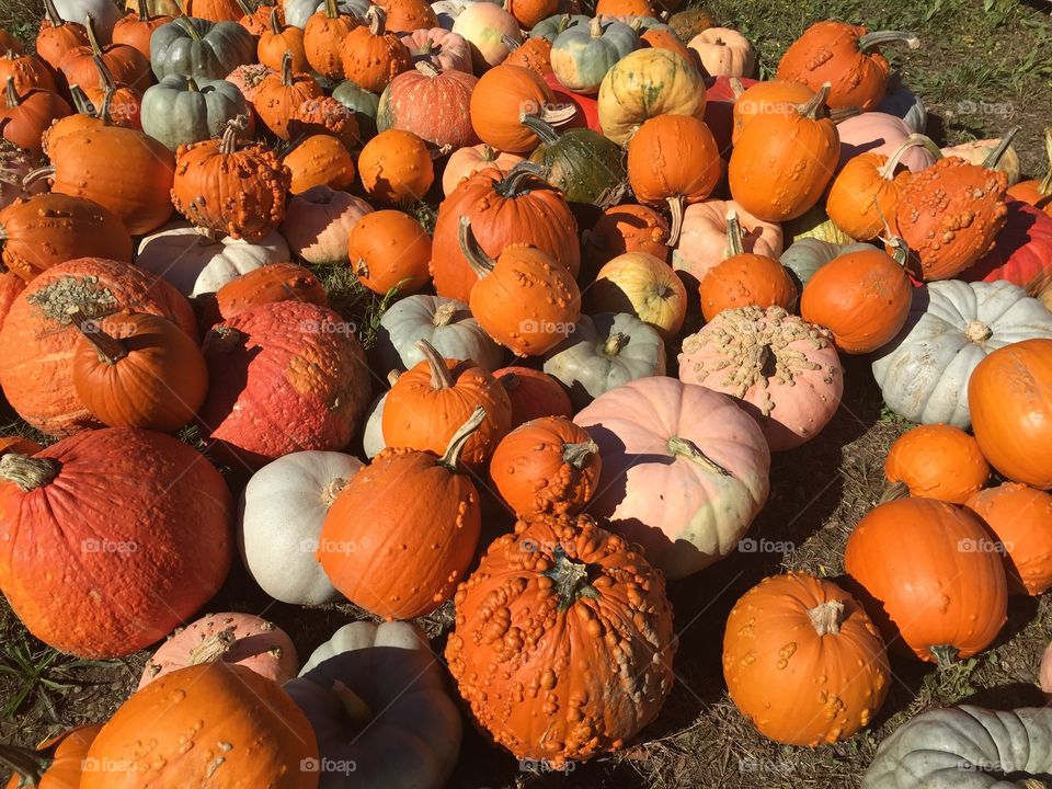 Pumpkins in New England