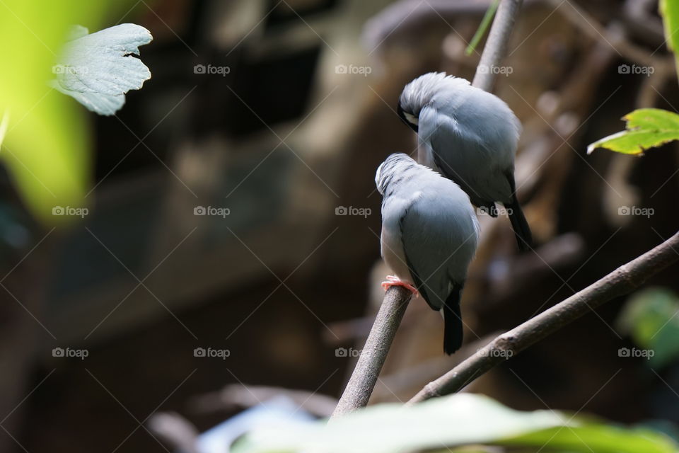 Elevated view of two birds