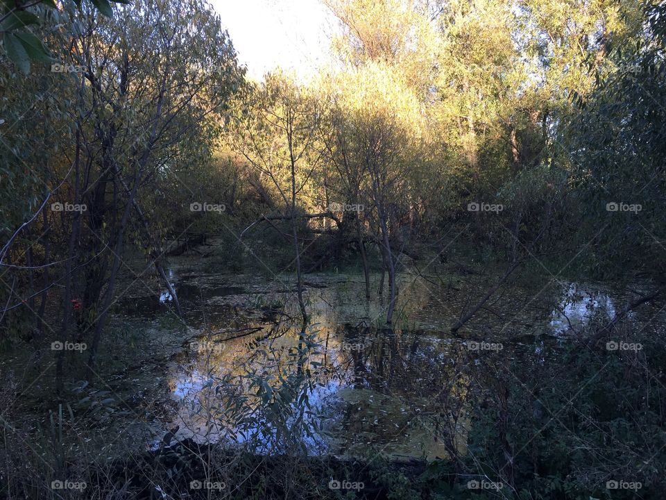 dam built by beavers