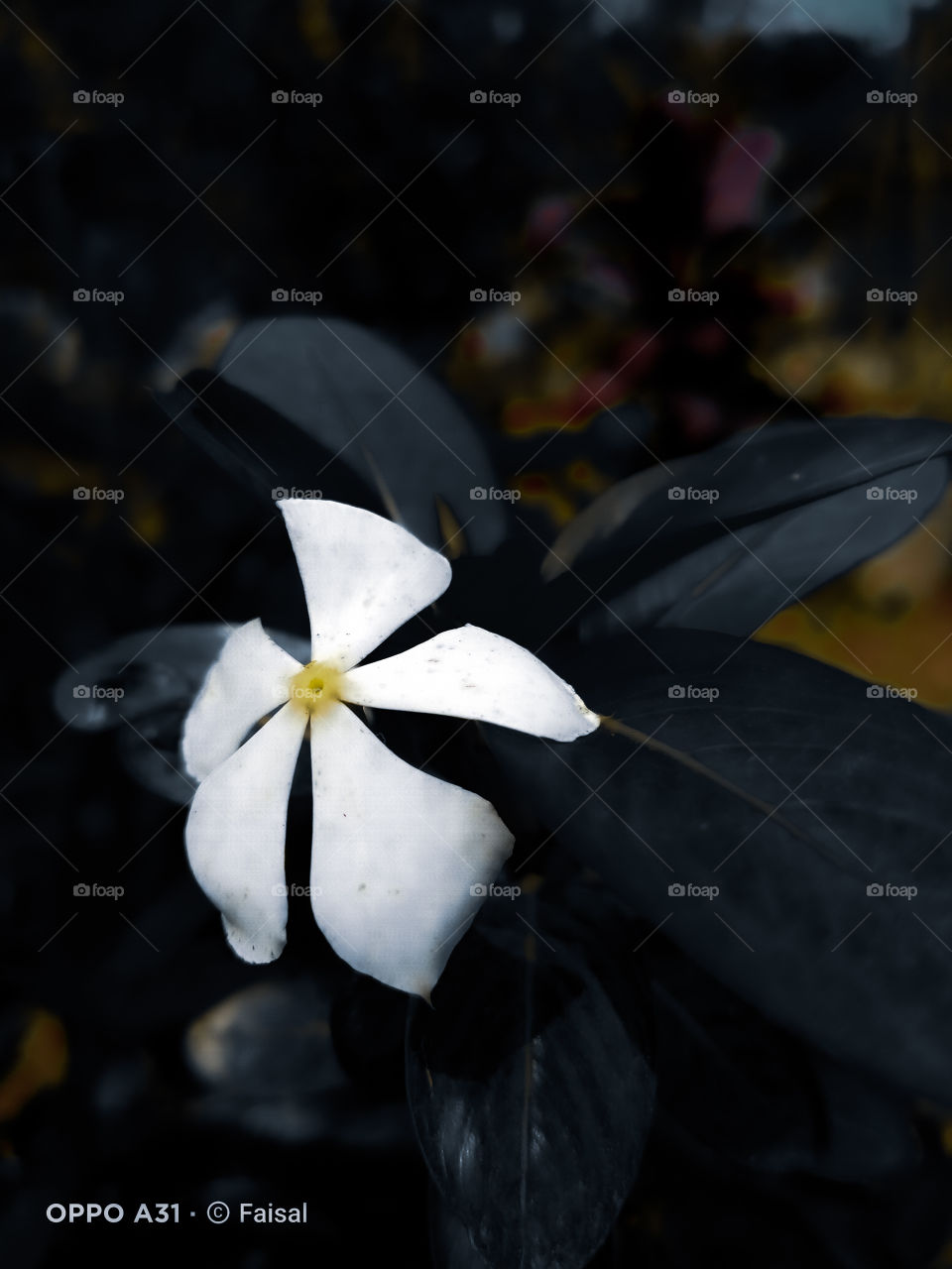 we called it  " nayanyara " ✨