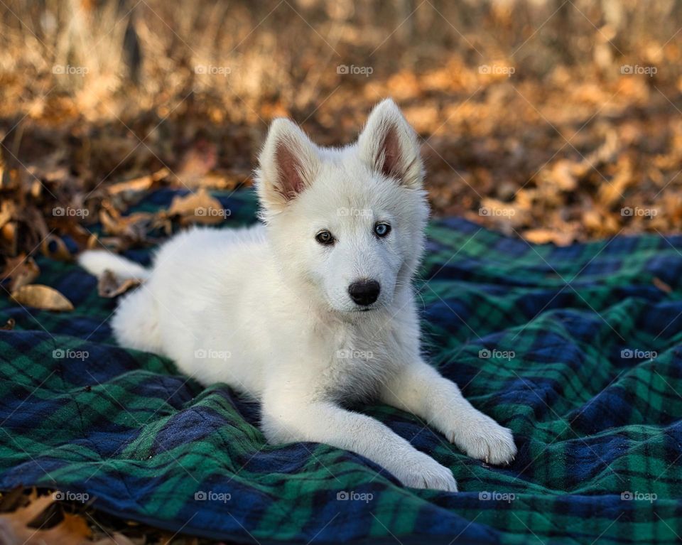 White German Shepard puppy 