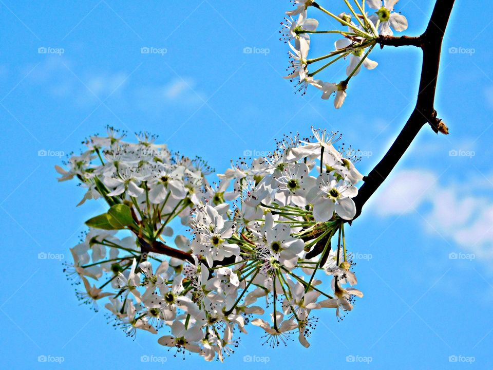 SUNNY DAYS - A branch with white blooms from a Bradford Pear Tree against a bright blue, sunny sky 