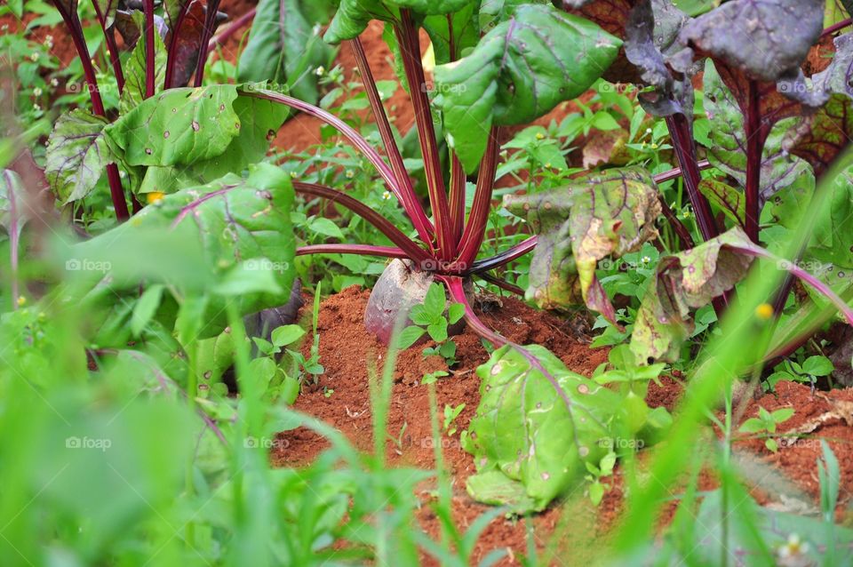 Food, Leaf, Vegetable, Nature, Flora