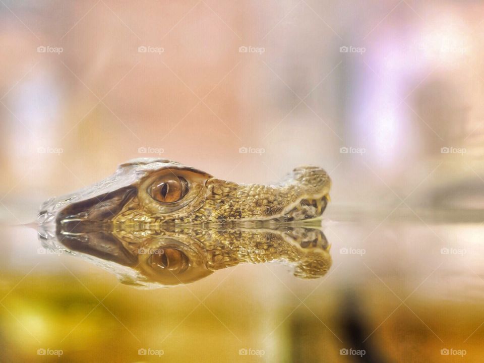 Baby crocodile in water