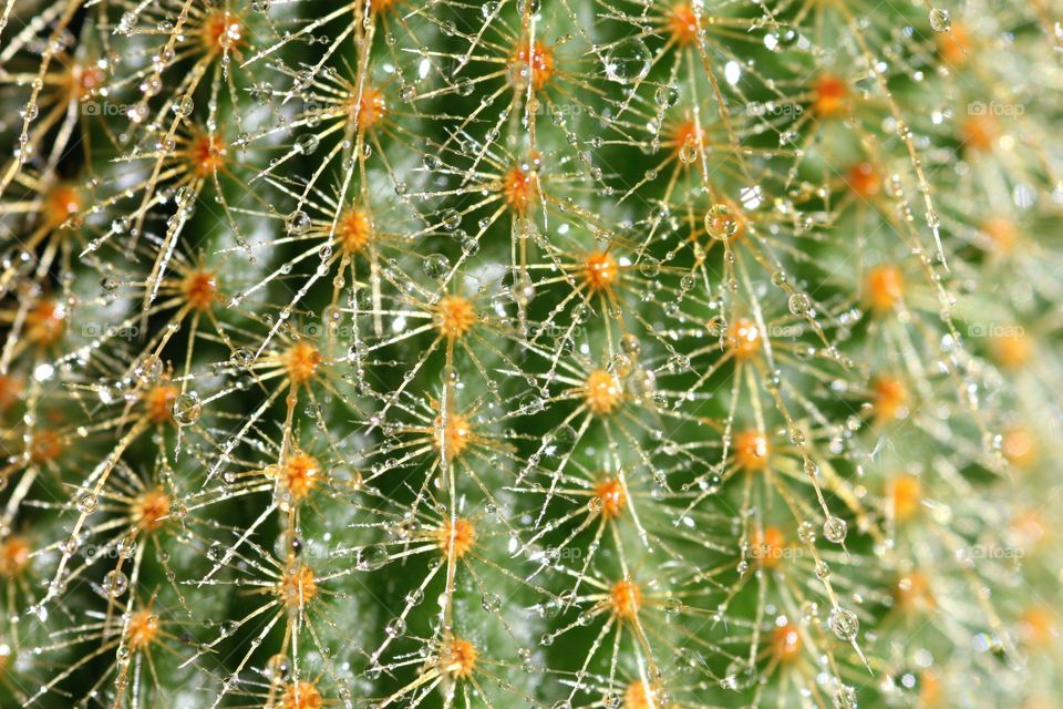 Full frame cactus