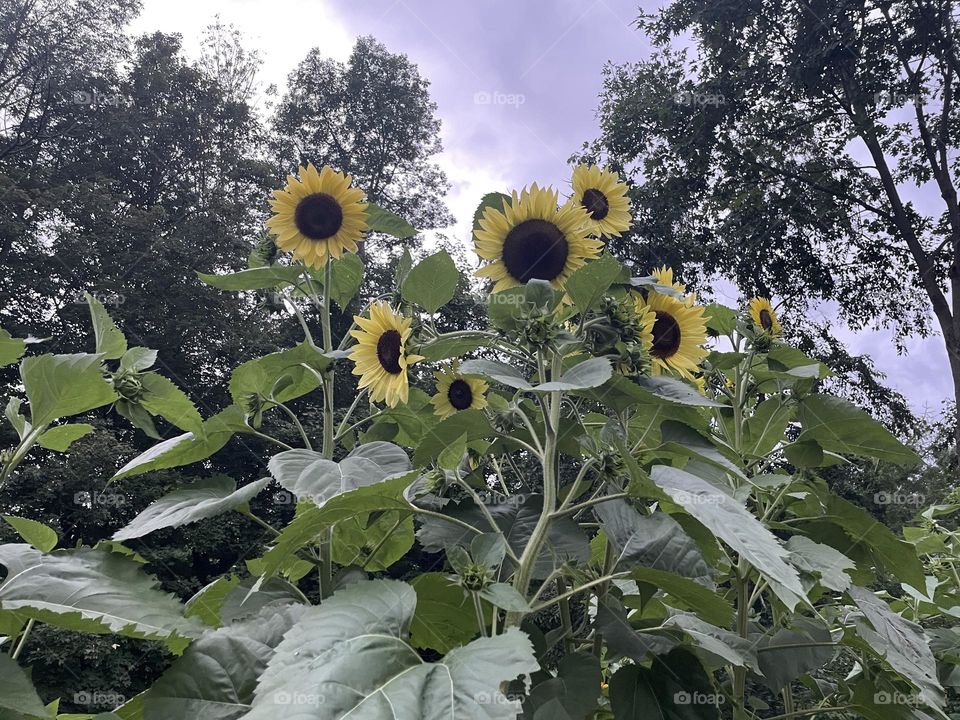 Yellow sunflower bunch under cloudy skies