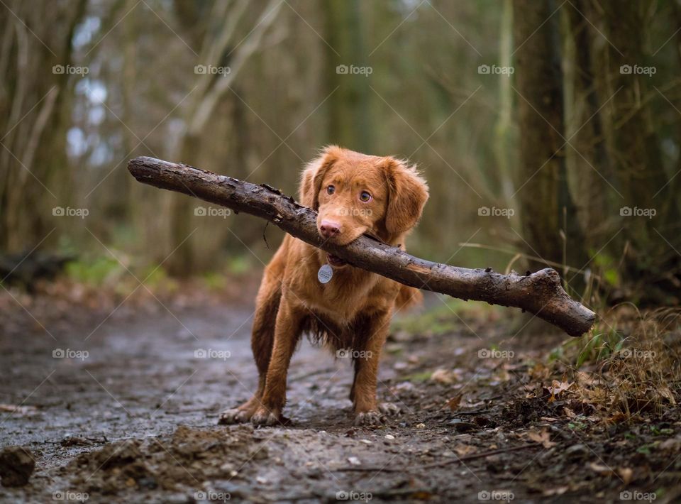 this dog is look smart dog