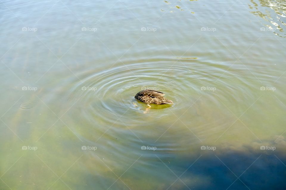 Duck is eating something under the water.