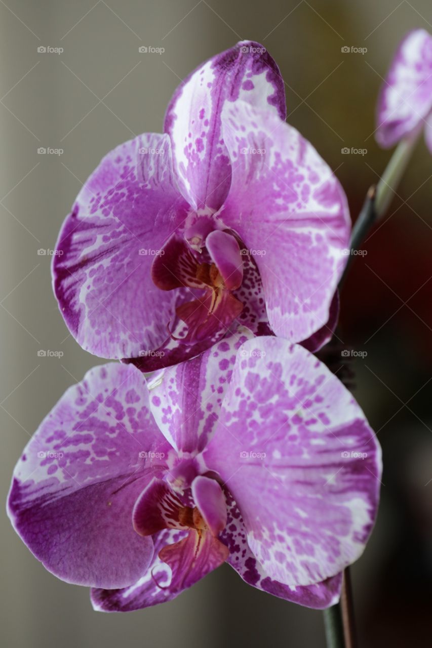 Purple Orchid