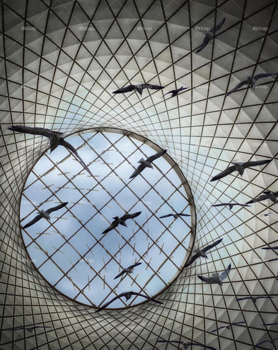 Birds flying in a vortex 