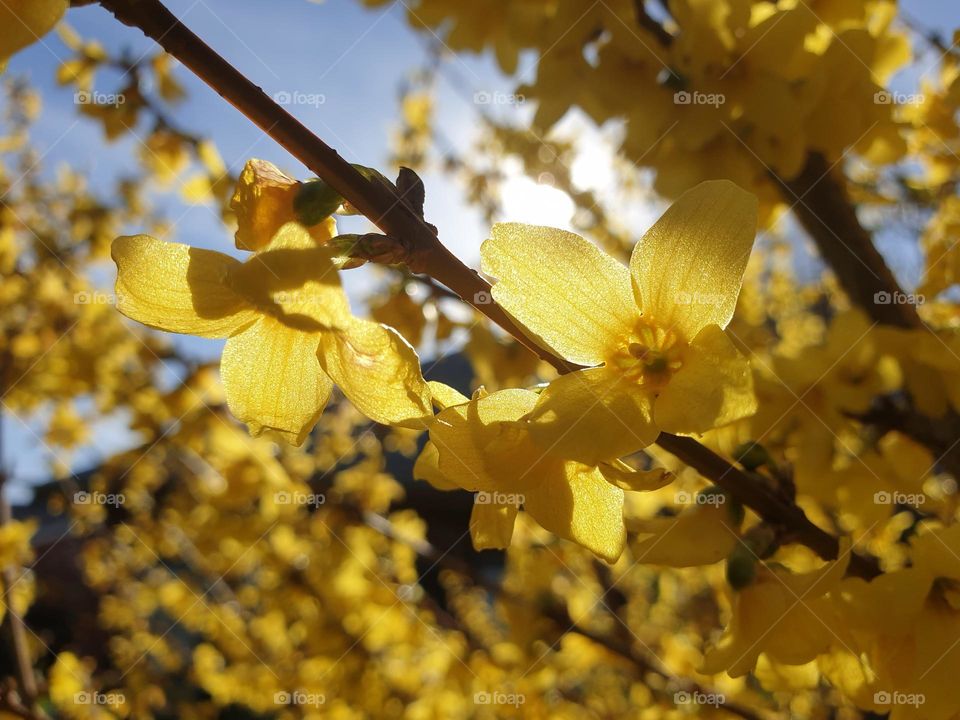 a close up portrait of a bush full of yellow flowers being lit by beautiful sunlight.