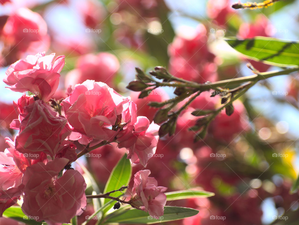 Extreme close-up of flowers