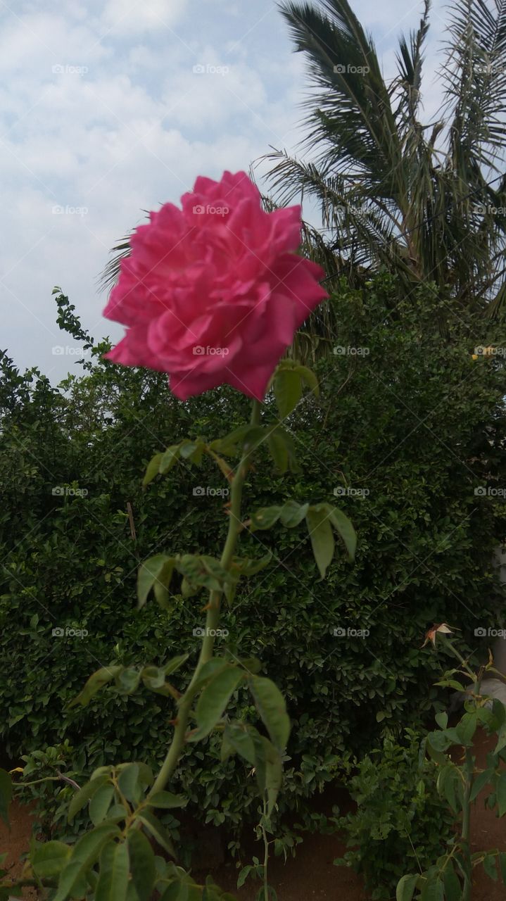 single rose
