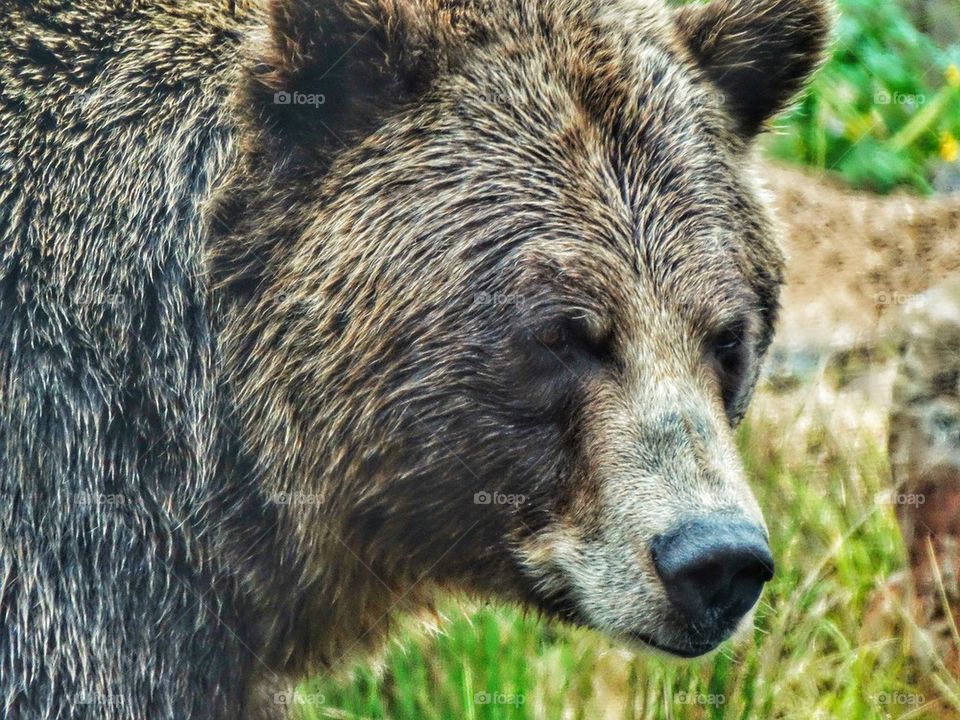 California Brown Bear