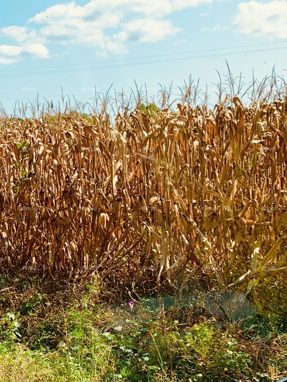 Cornstalks