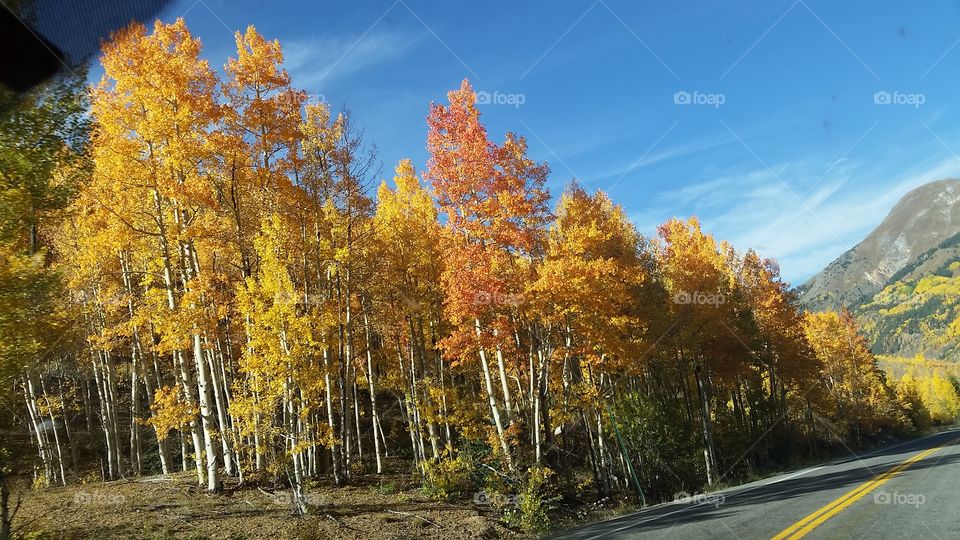 Fall, Leaf, Road, Tree, No Person