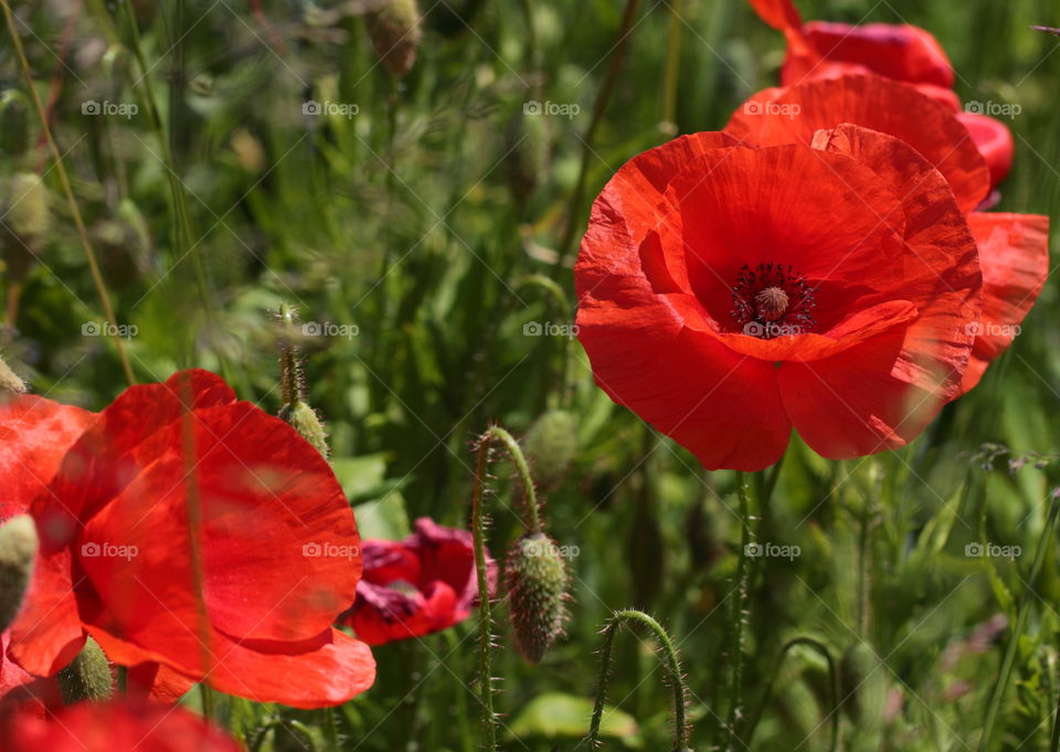 Common Poppies