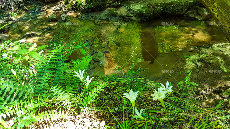 Quiet Stream- A quiet stream along the trail in the Savannah River heritage preserve.