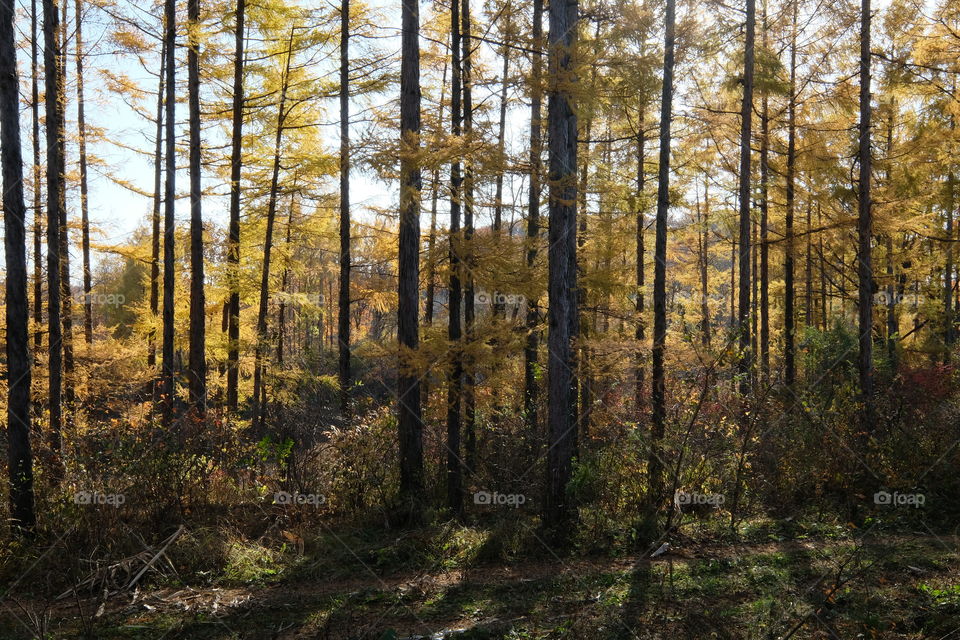 larch forest