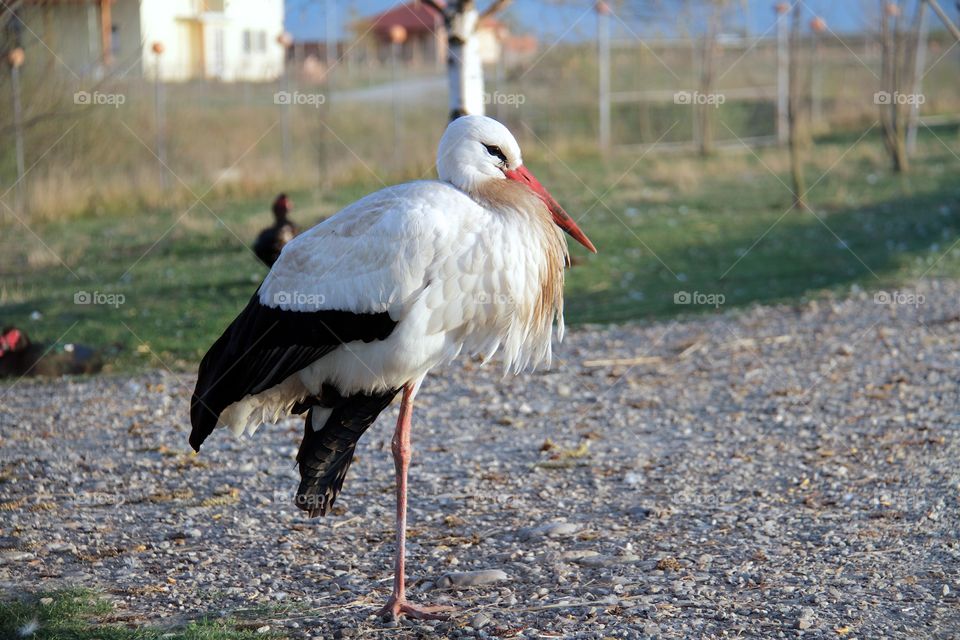 the stork