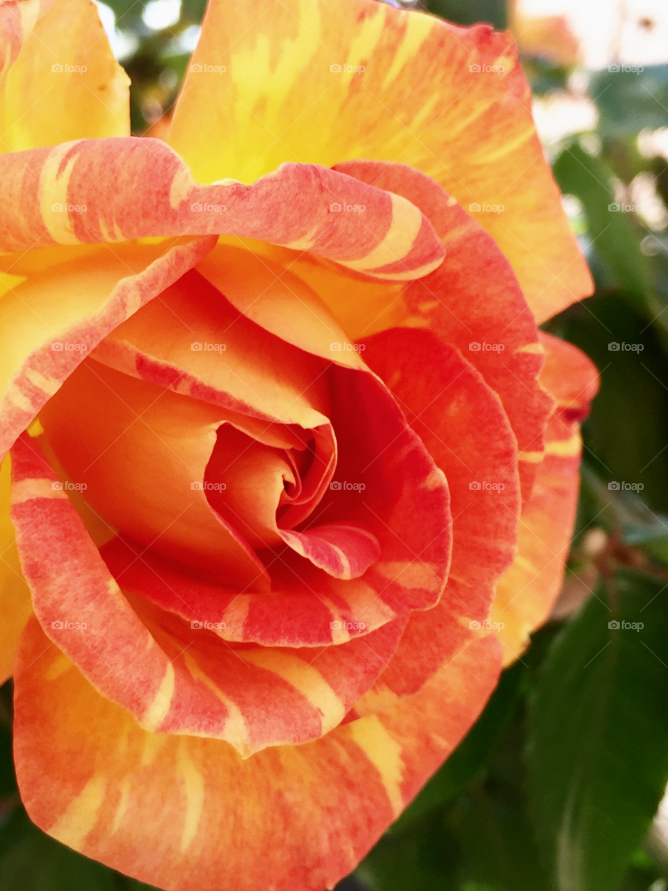 Yellow red pink rose