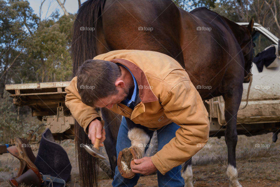 Cowboy re-shoeing his horse