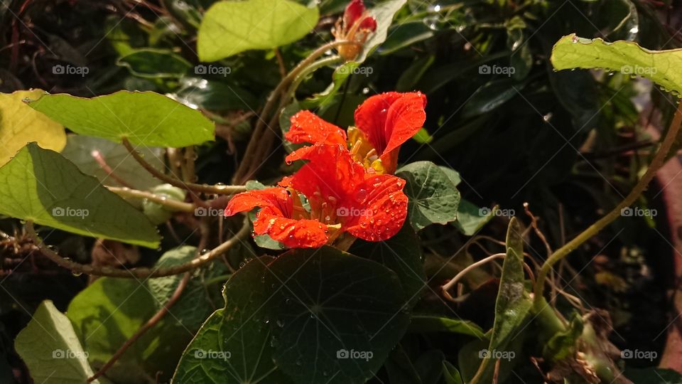 Flower orange dew drops