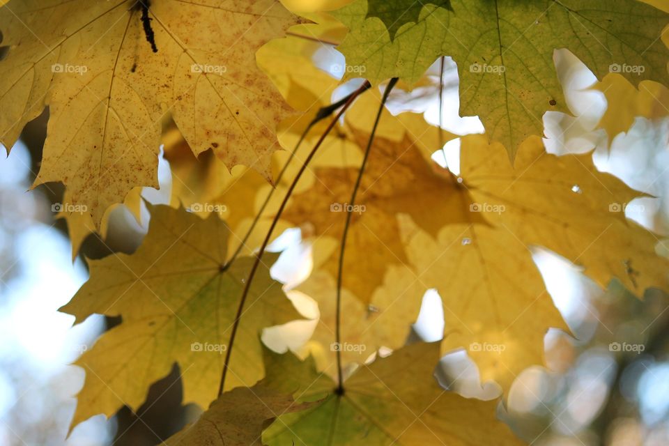 Fall autumn leaves on tree 