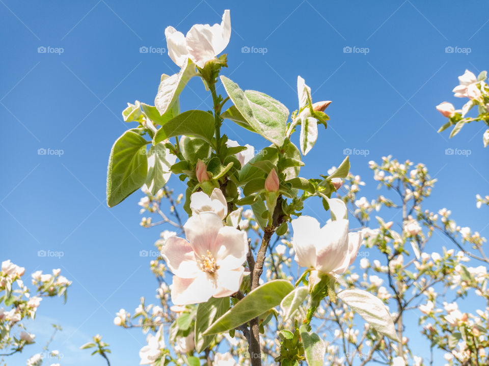 The color of quince. May. Nature.