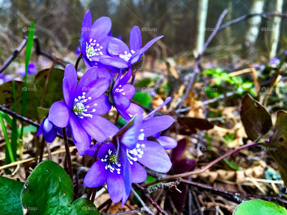 Close-up of spring flower