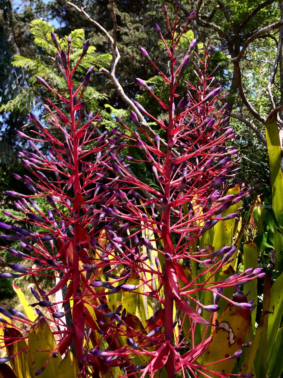 Bromeliad in bloom