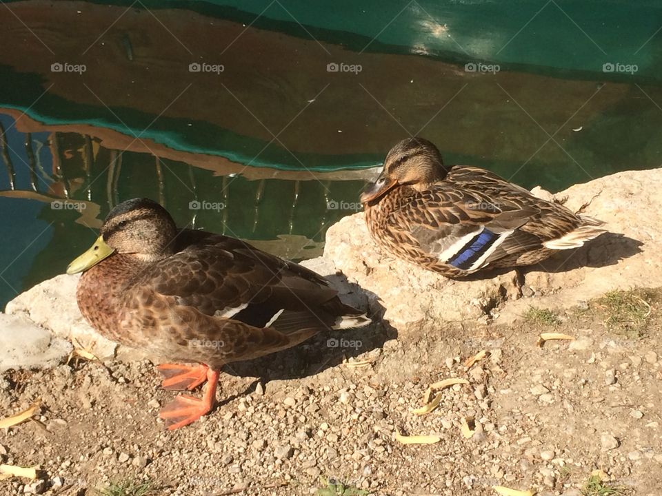 Ducks relaxing by the lake 