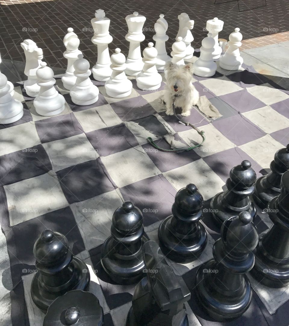 White knight to queen 3 for Mac 's opening move.....