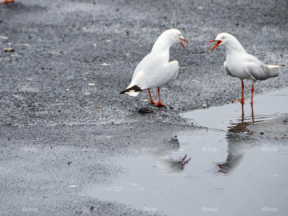 An argument. Seagulls. Reflection.