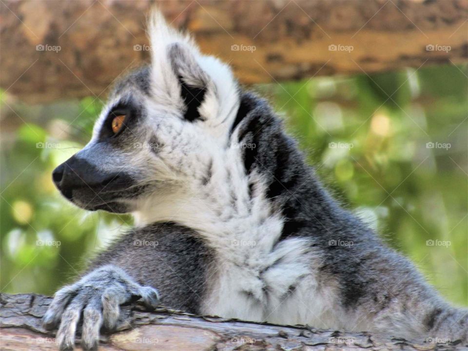 Lemur ring-tailed (San Diego Zoo)