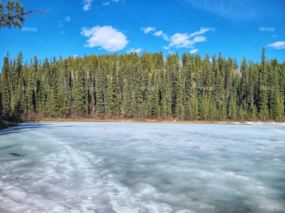 Frozen lakes and pine trees