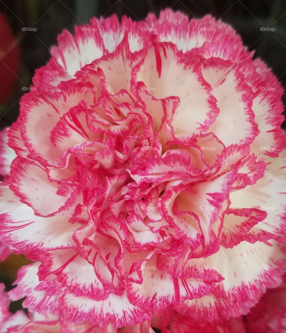 variegated pink carnation