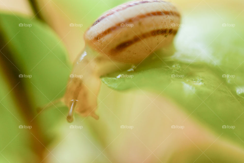 snail on a leaf looking down