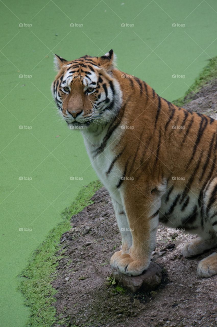 Tiger 