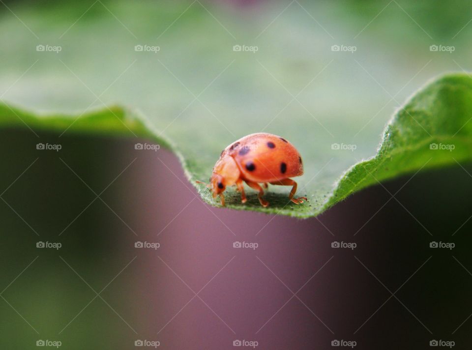 Ladybird on leaf